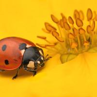 Seven Spot Ladybird 2 